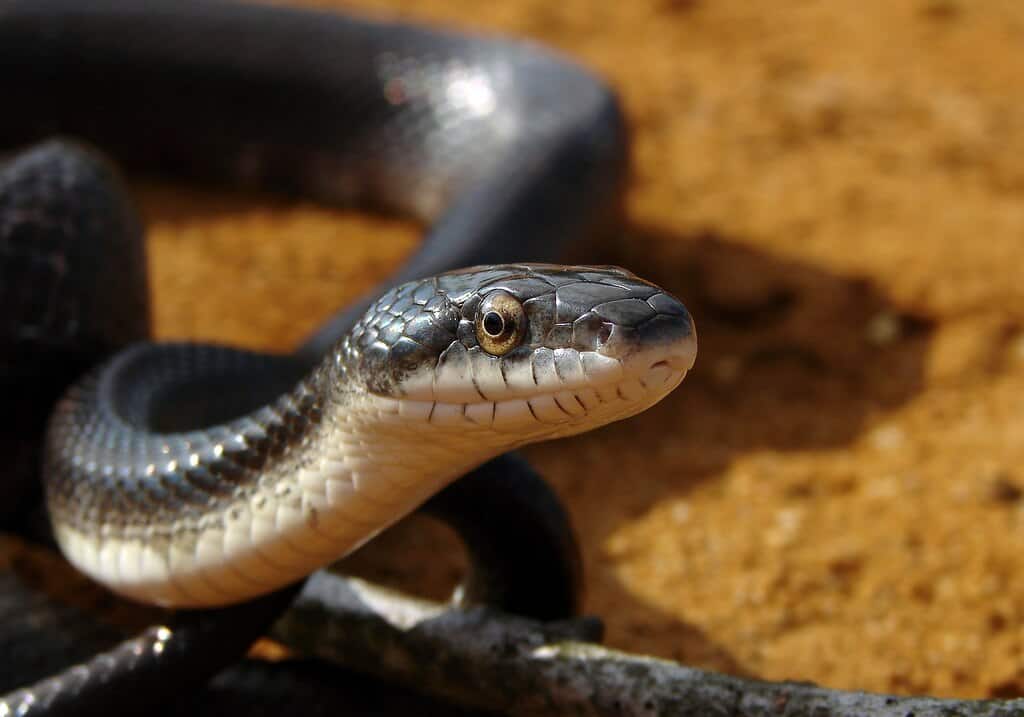 1024px-Sunlit_Snake
