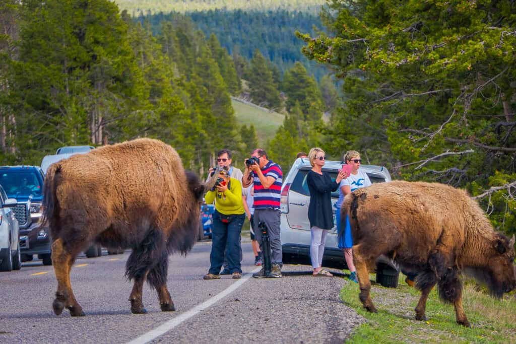 Yellowstone National Park, Wildlife Surrounded By Gridlock