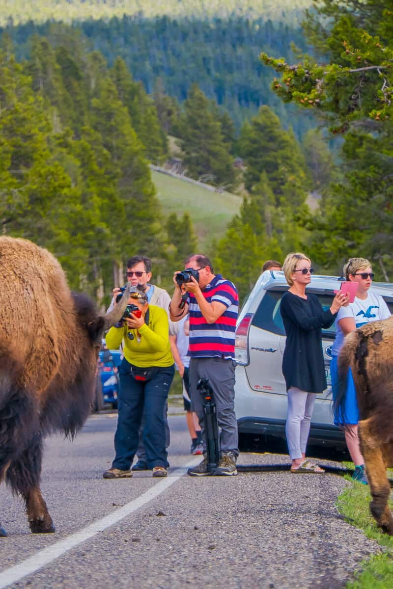 Yellowstone National Park, Wildlife Surrounded By Gridlock