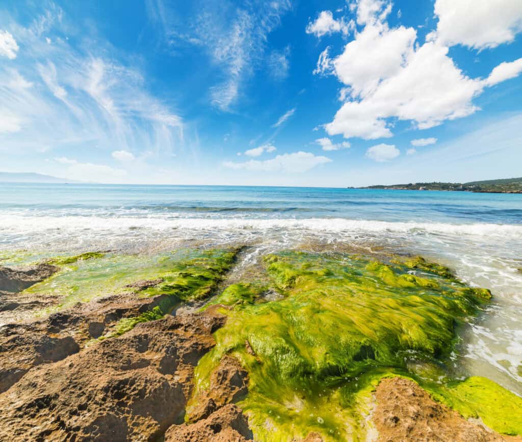 seaweeds in Le Bombarde beach, Sardinia