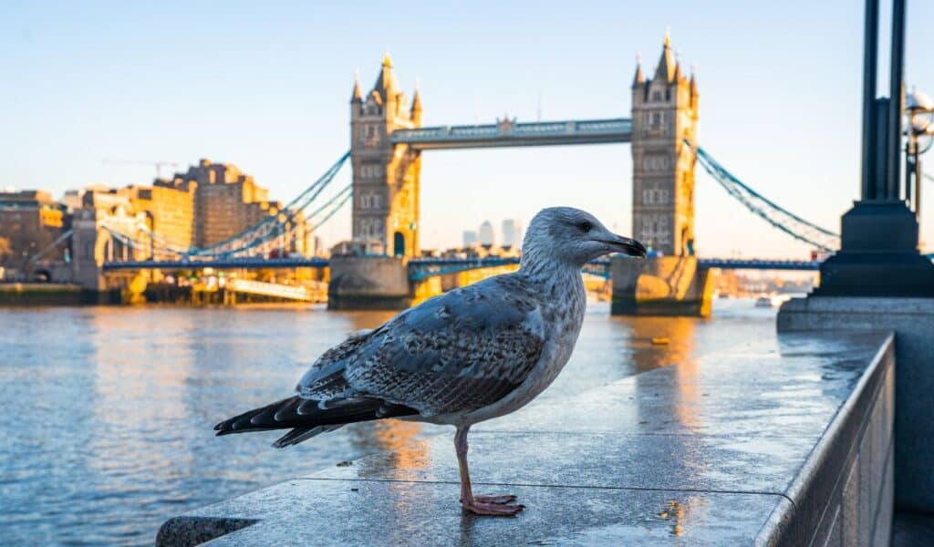 A seagull standing by the river Thames with the Tower Bridge in the background