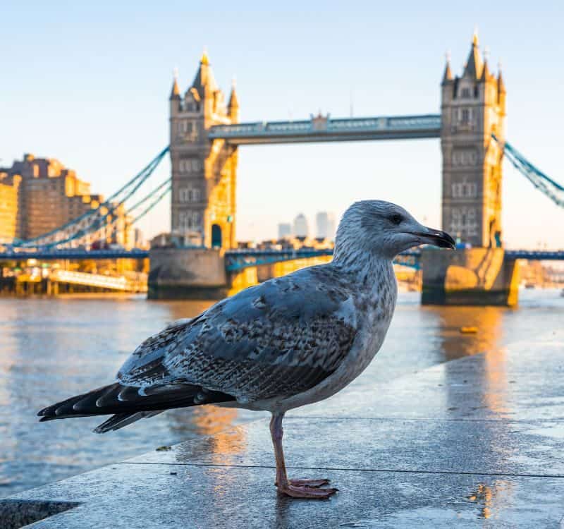 A seagull standing by the river Thames with the Tower Bridge in the background