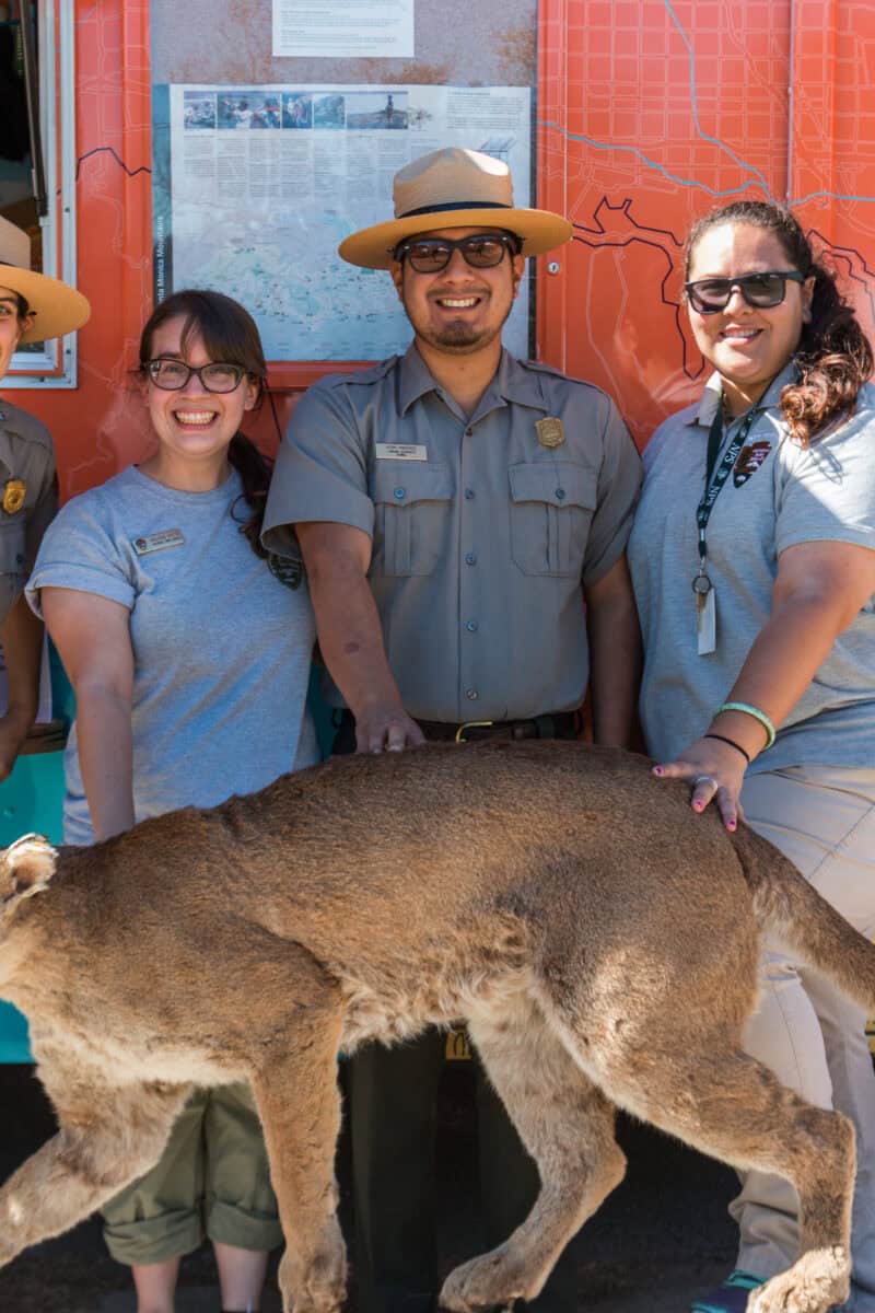 Southern California, Lions Above The Freeways