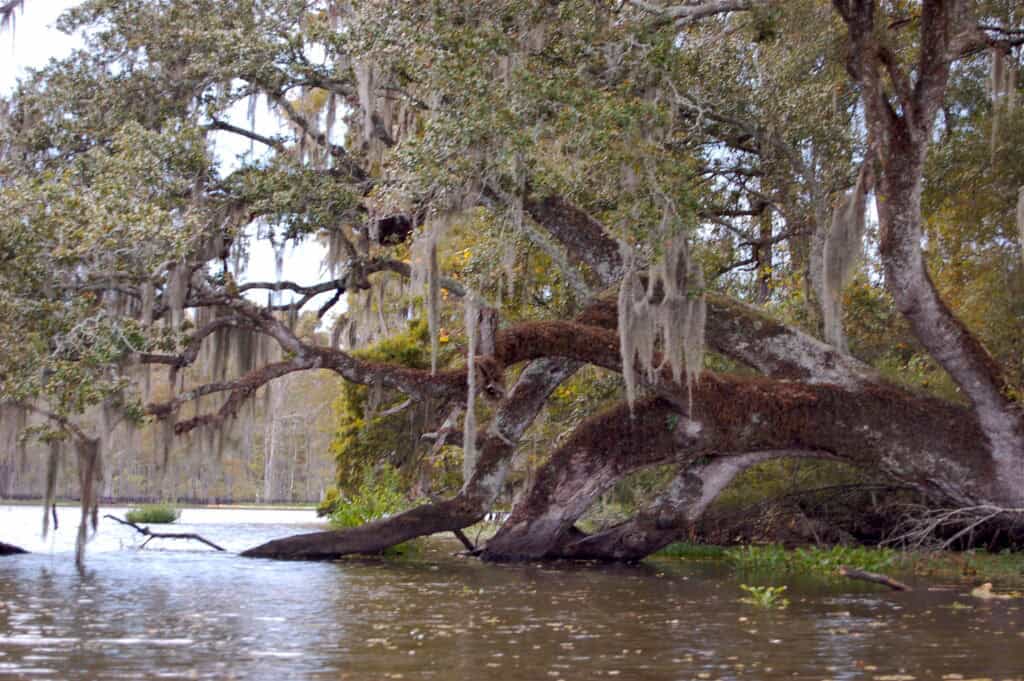 Bayou Corne Sinkhole