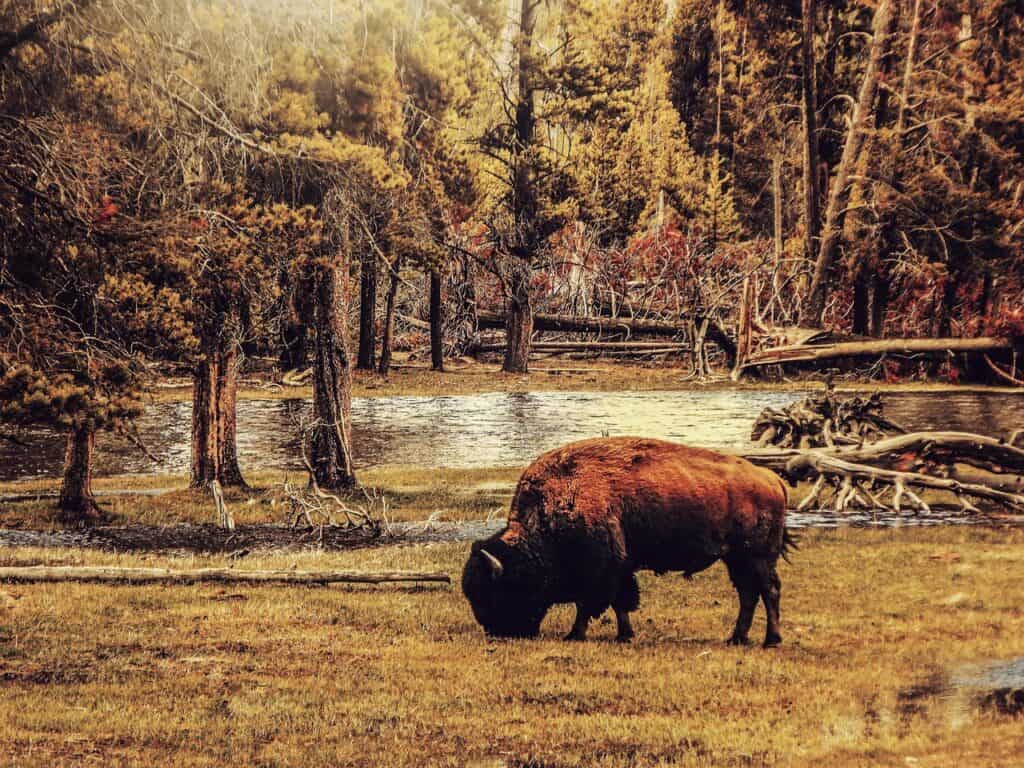 bison