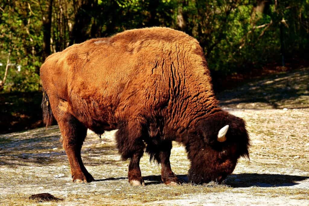 bison-2468774_1280