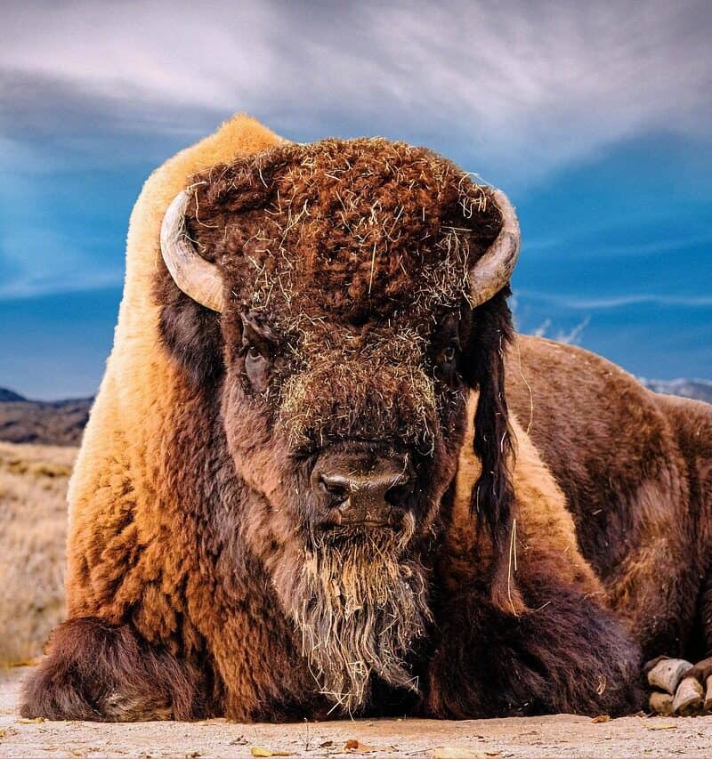 Bison lying on dry grassland with mountains and blue sky background.