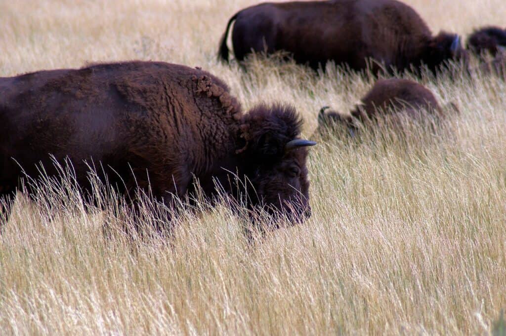 bison-near-kelly-3840758_1280