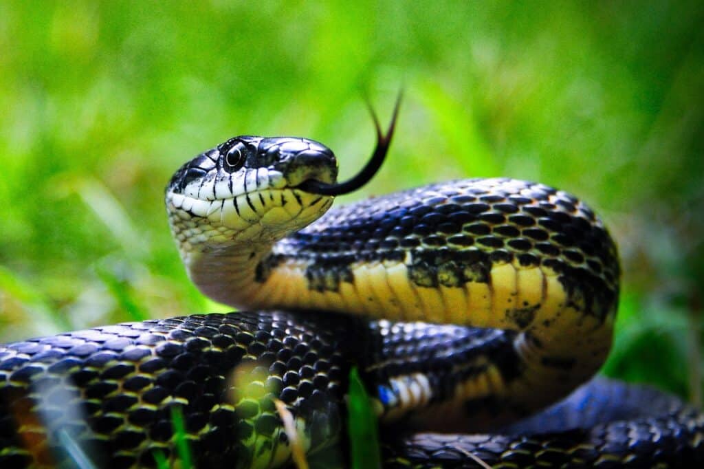 black-rat-snake-7322096_1280