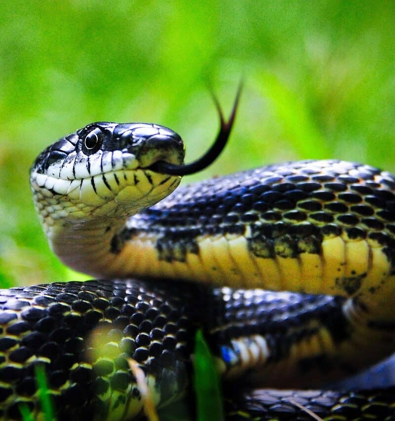 black-rat-snake-7322096_1280