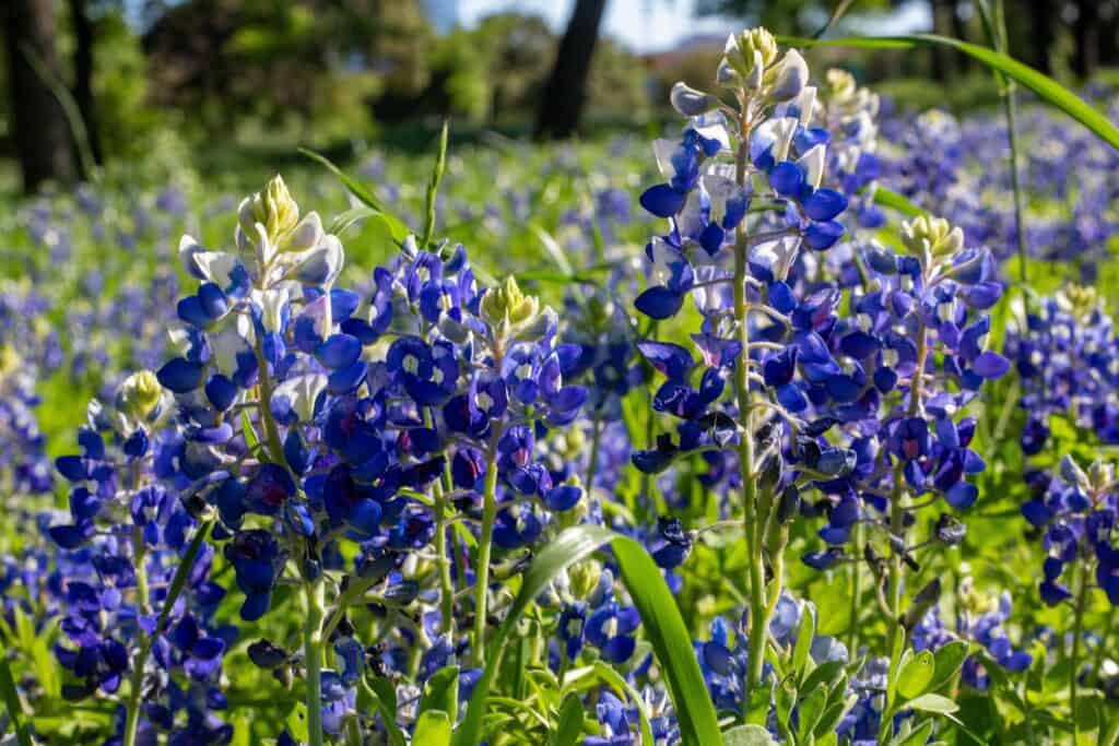 Texas bluebonnet field spring