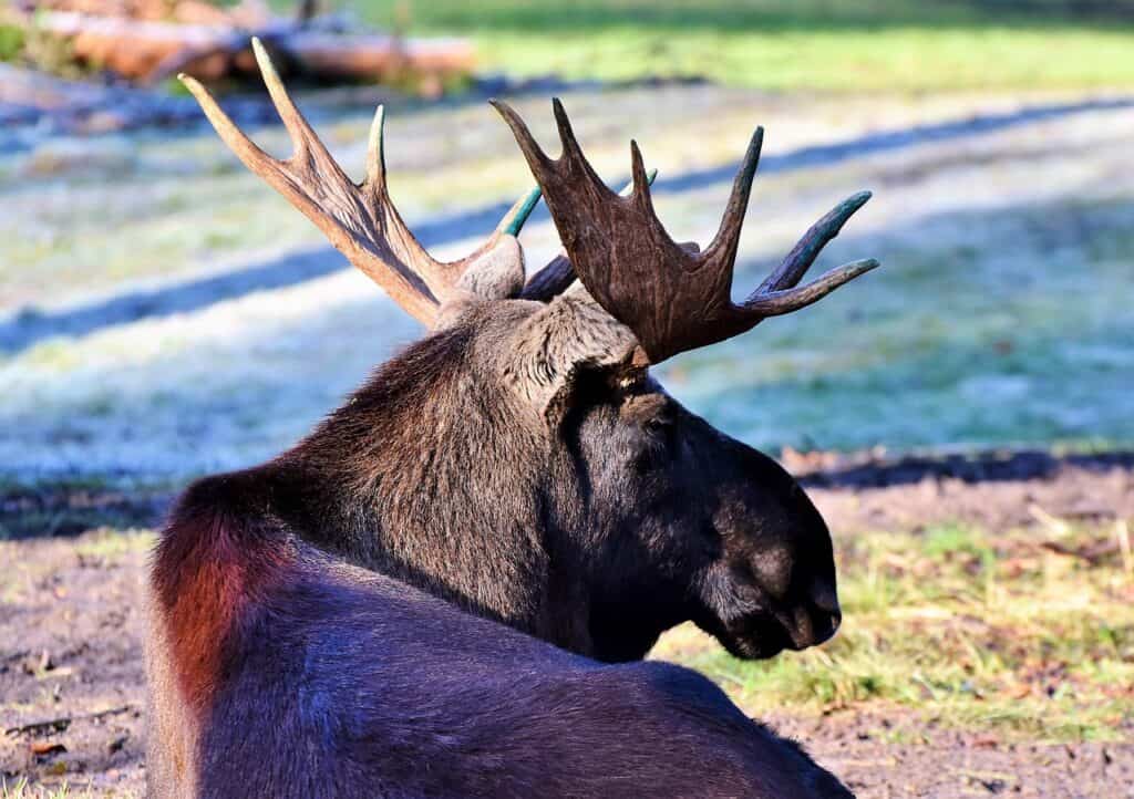 moose-3177812_1280