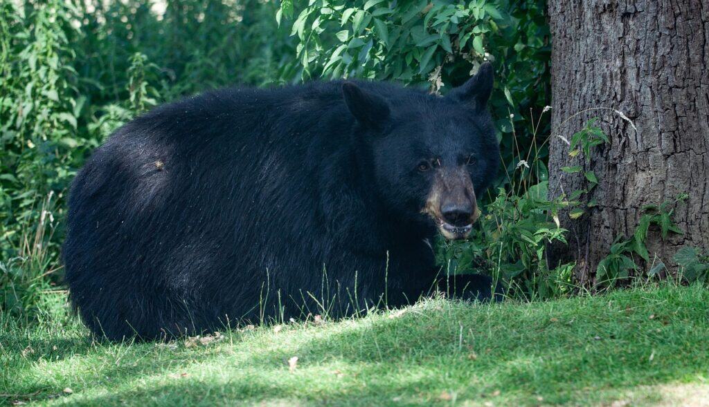north-american-black-bear-4363632_1280