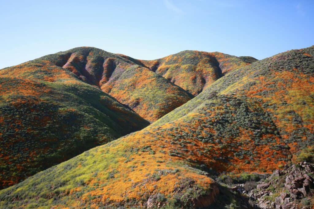 Walker Canyon Poppy Slopes, California