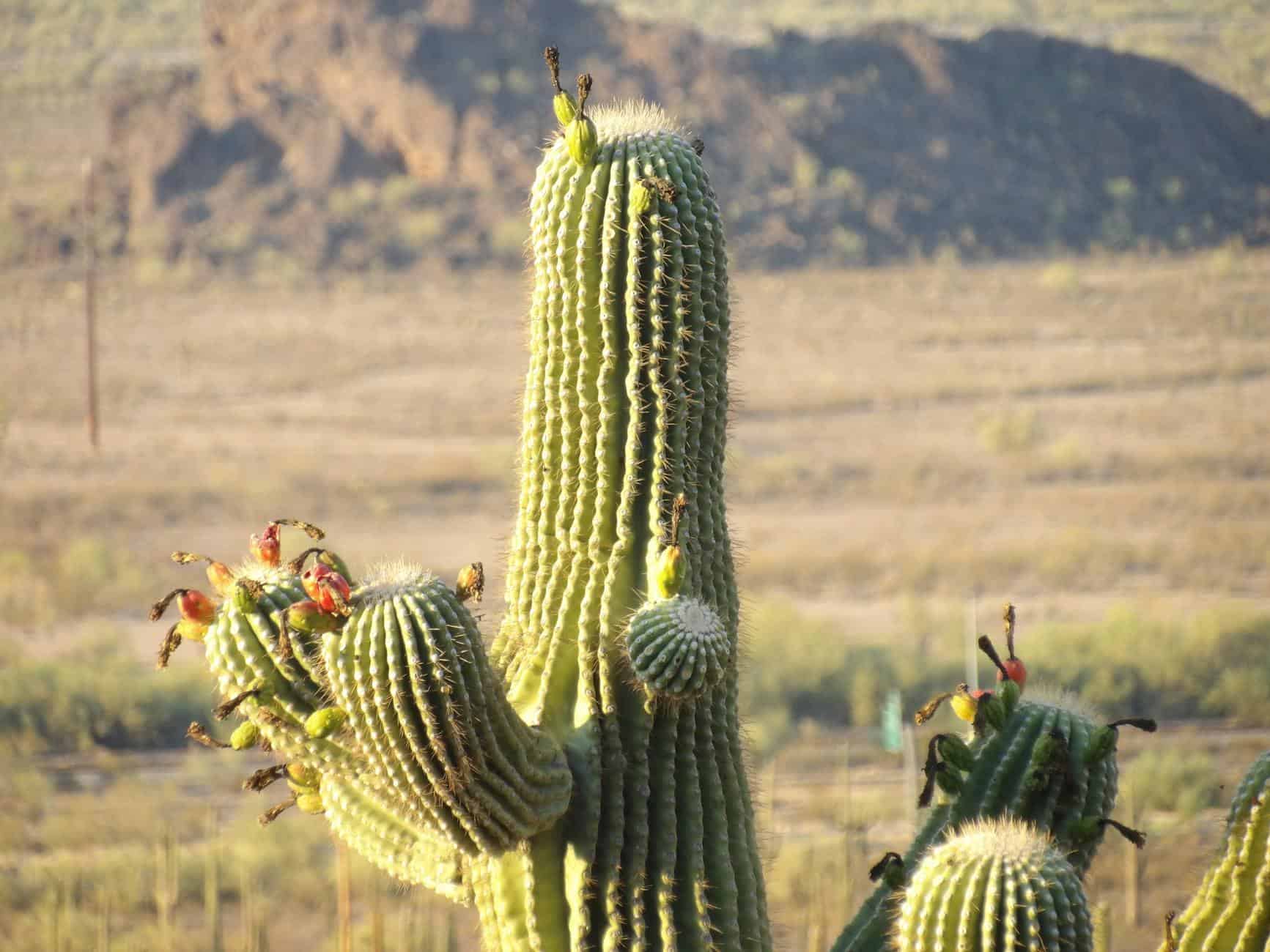 majestic saguaro cactus in arizona desert
