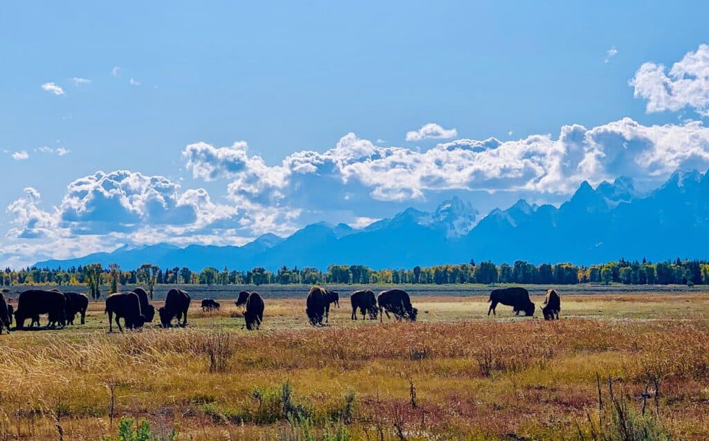 wyoming-4786388_1280