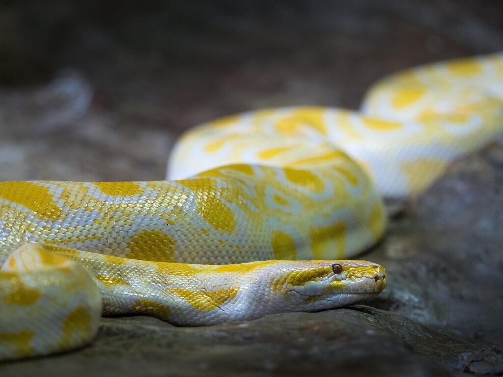 python