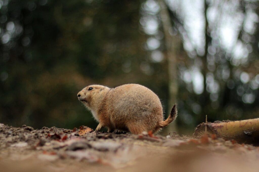 Prairie dogs,