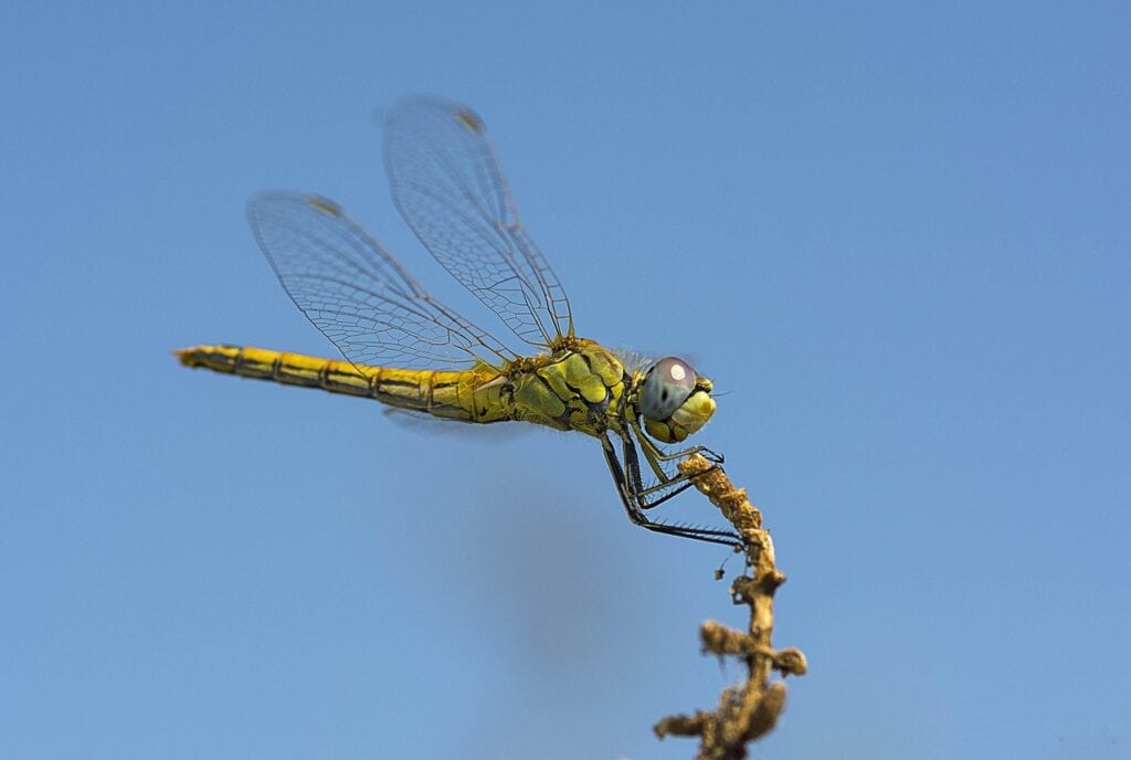dragonfly-5286196_1280