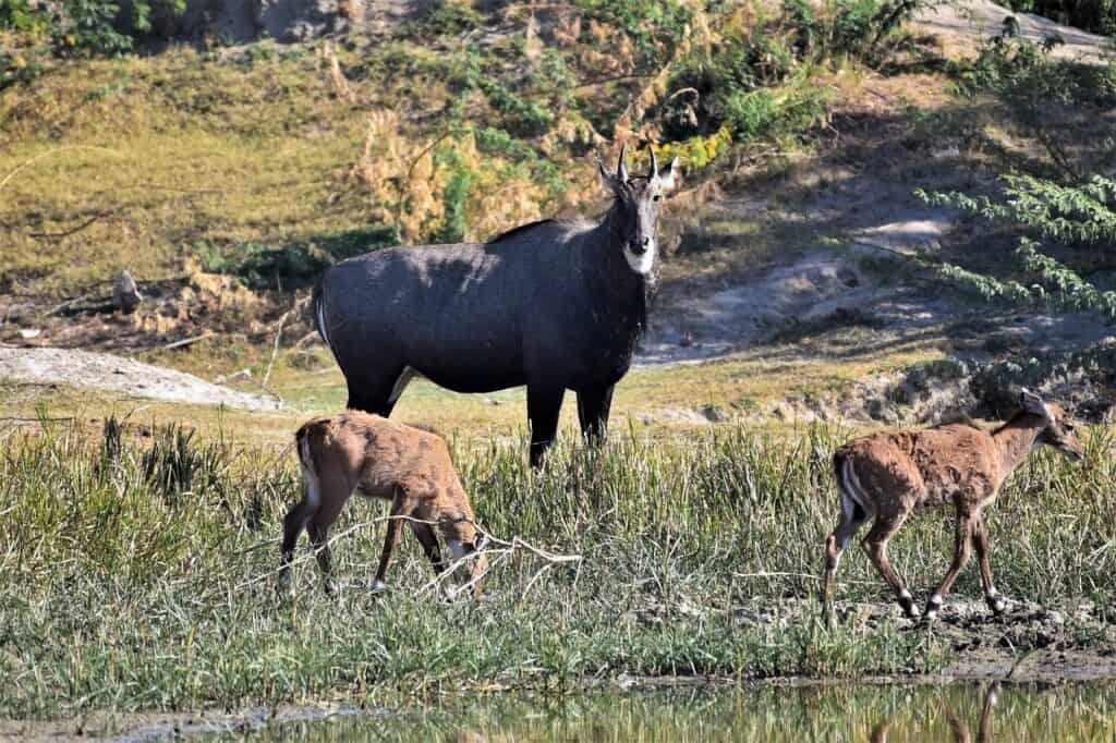 male-black-bull-with-calves-5863286_1280