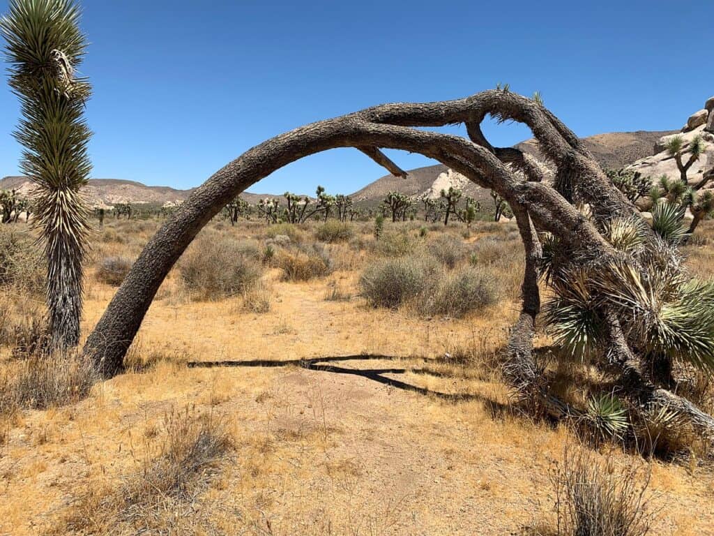 Joshua Tree’s Pinto Basin, California