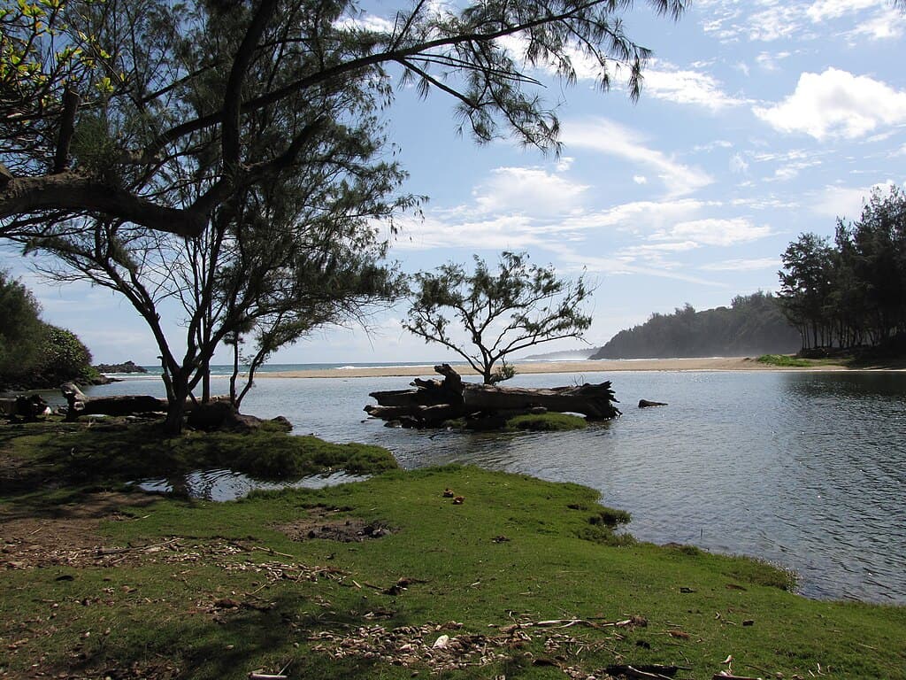 1024px-Starr-130319-2941-Casuarina_equisetifolia-habit_and_Kilauea_stream_reaching_ocean-Rock_Quarry_Beach_Mokolea_Pt_Kilauea_Pt_NWR-Kauai_(24577749494)