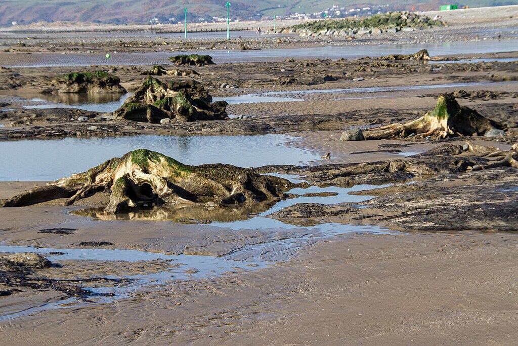 1024px-Stumped,_sunken_forest,_Borth_-_geograph.org.uk_-_4425961