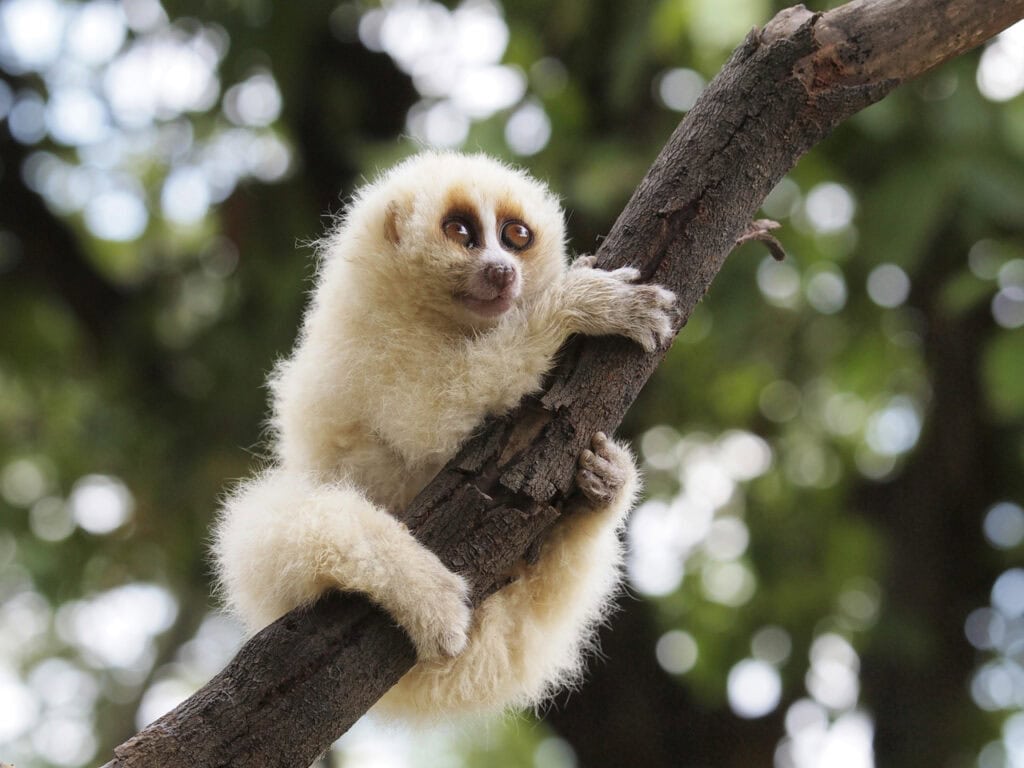 slow loris
