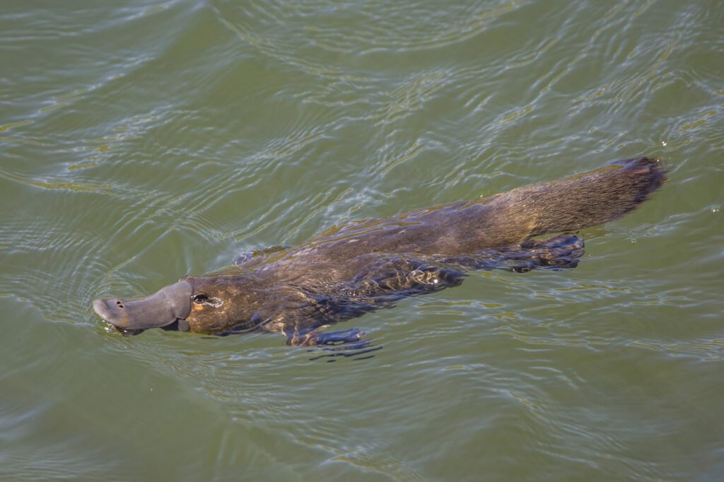 Duck-billed_platypus_(Ornithorhynchus_anatinus)_Scottsdale-2