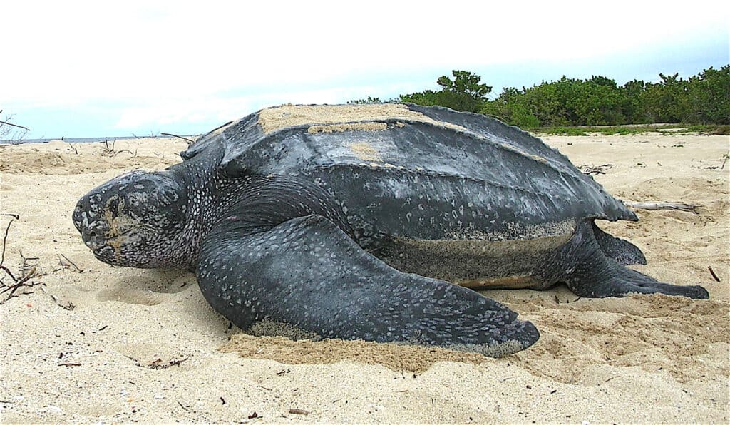 Guided Sea Turtle Walks, Florida’s Atlantic Coast
