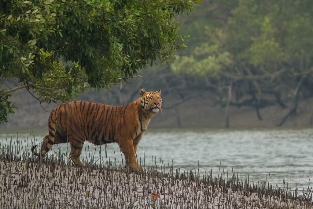 The Sundarbans, India And Bangladesh