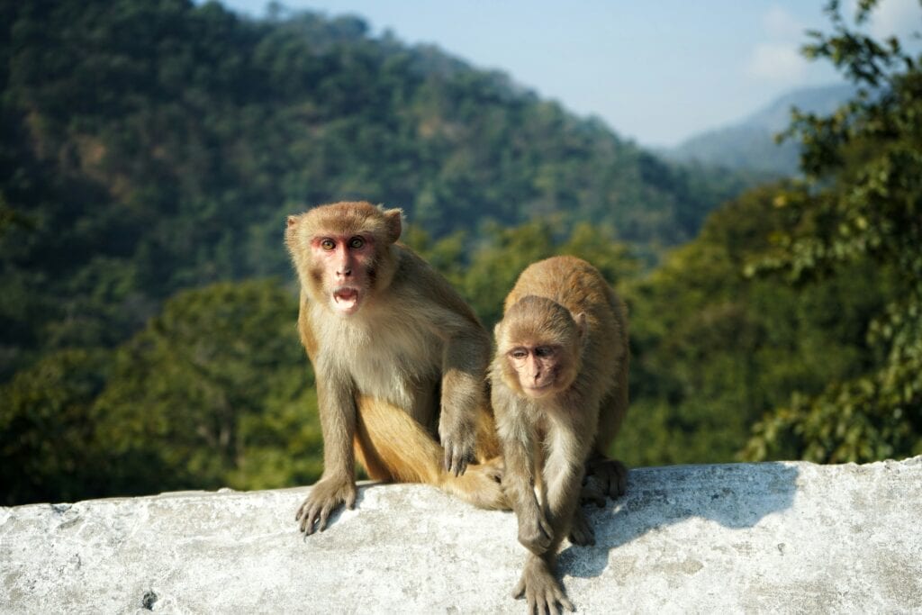 monkeys near tourists temple