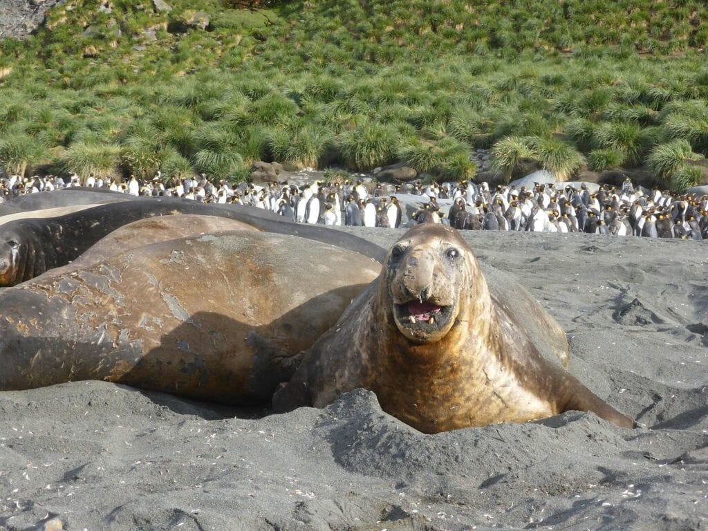 elephant-seal-337608_1280