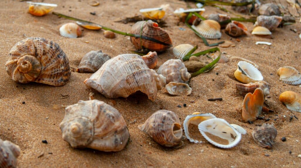Taking Sand Or Shells As A Beach Souvenir In Italy