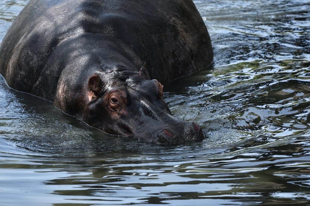 hippopotamus-7235719_1280