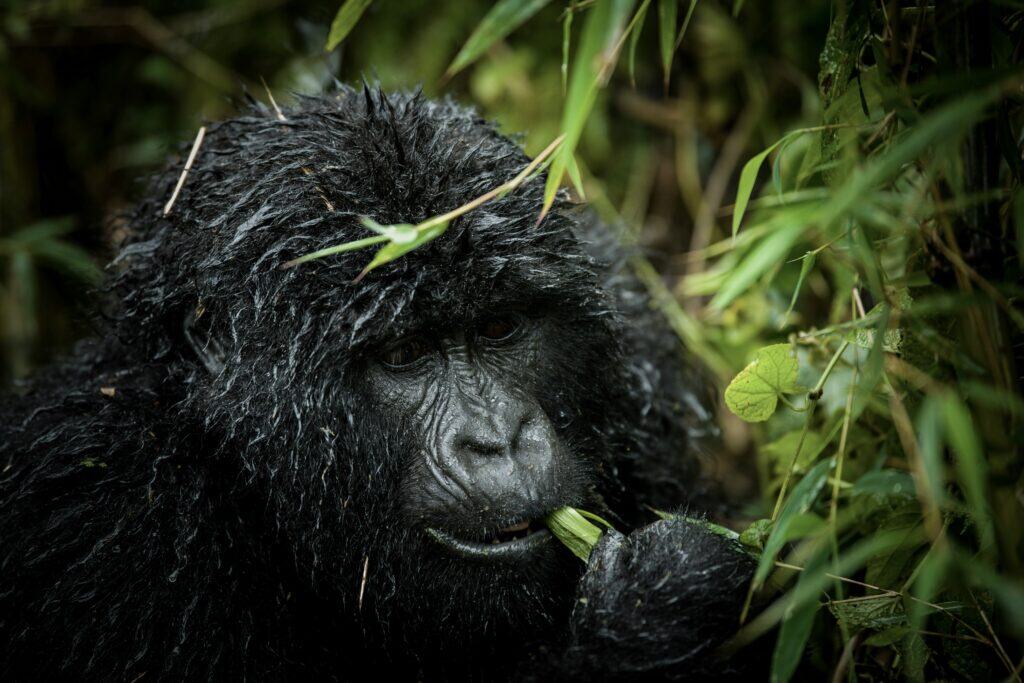 mountain gorilla trekking rwanda
