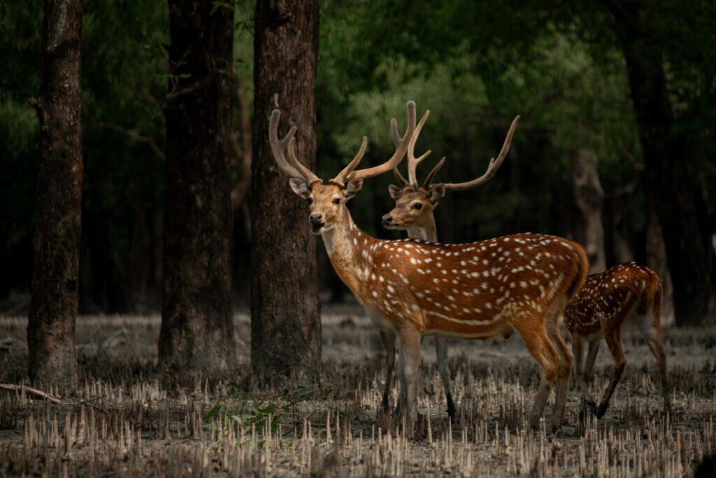 The Sundarbans, India And Bangladesh