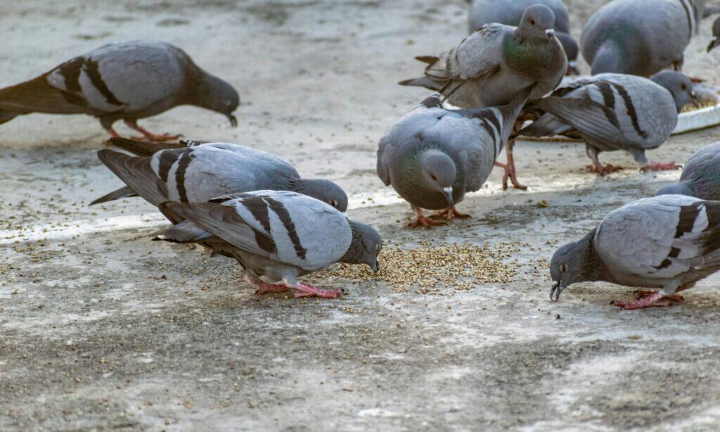 Feeding Pigeons