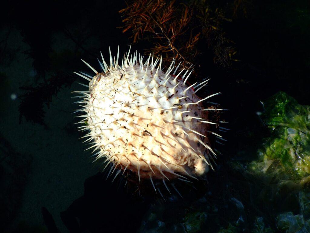 pufferfish-74950_1280