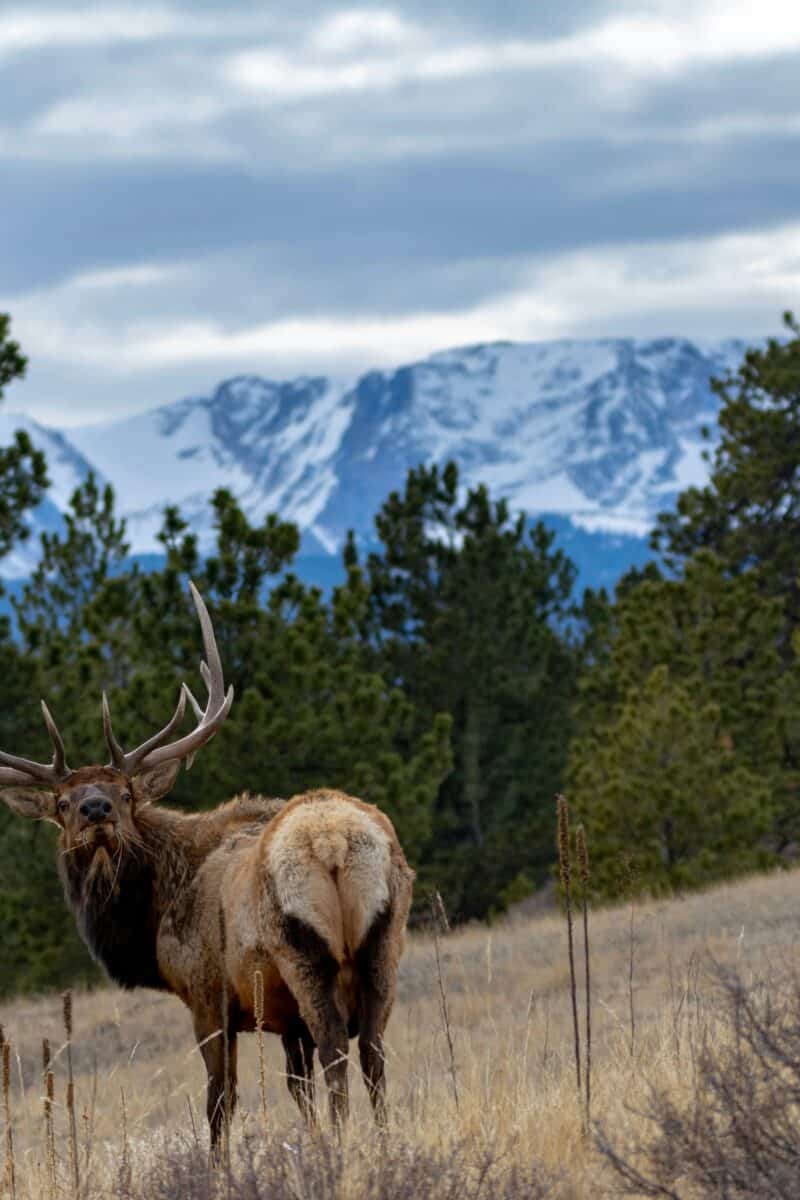 Deer Mountain Rocky Mountain National Park