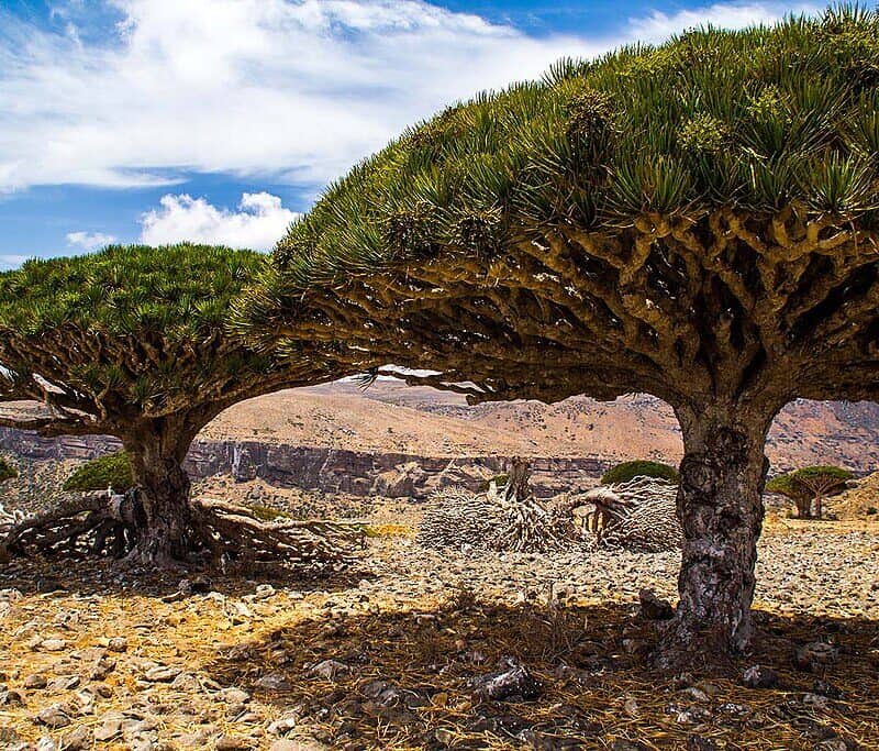 1024px-Dragon’s_blood_trees,_Diksam_plateau,_Socotra_Island