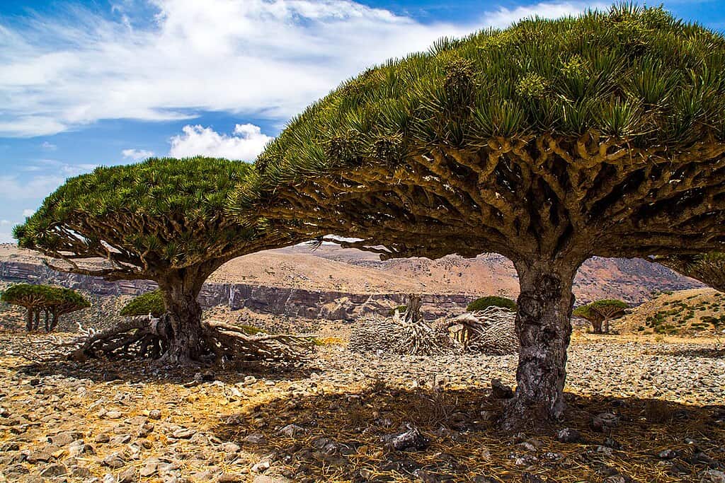 1024px-Dragon’s_blood_trees,_Diksam_plateau,_Socotra_Island