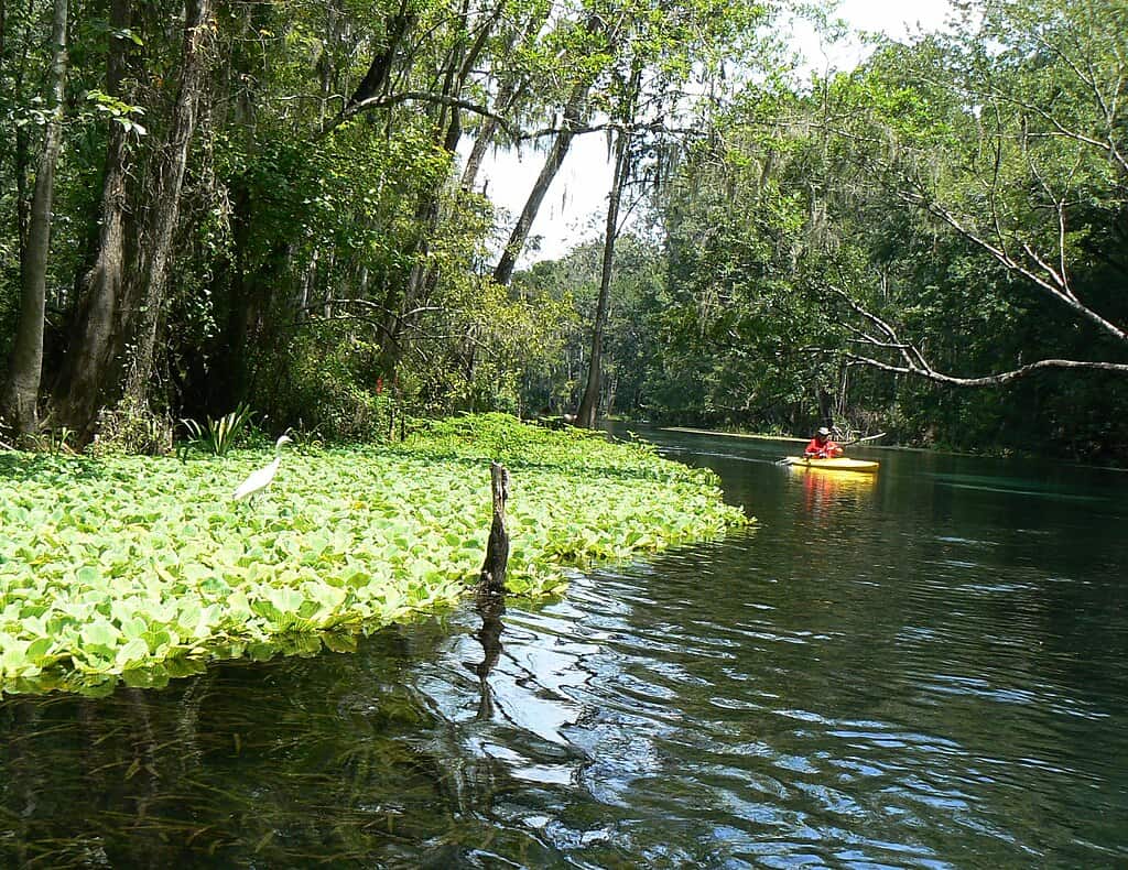 1024px-IchetuckneeRiv2006