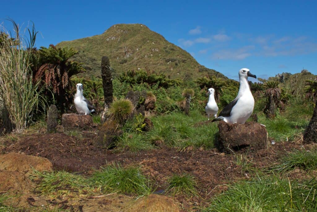 Gough and Inaccessible Islands, A South Atlantic Wild Zone