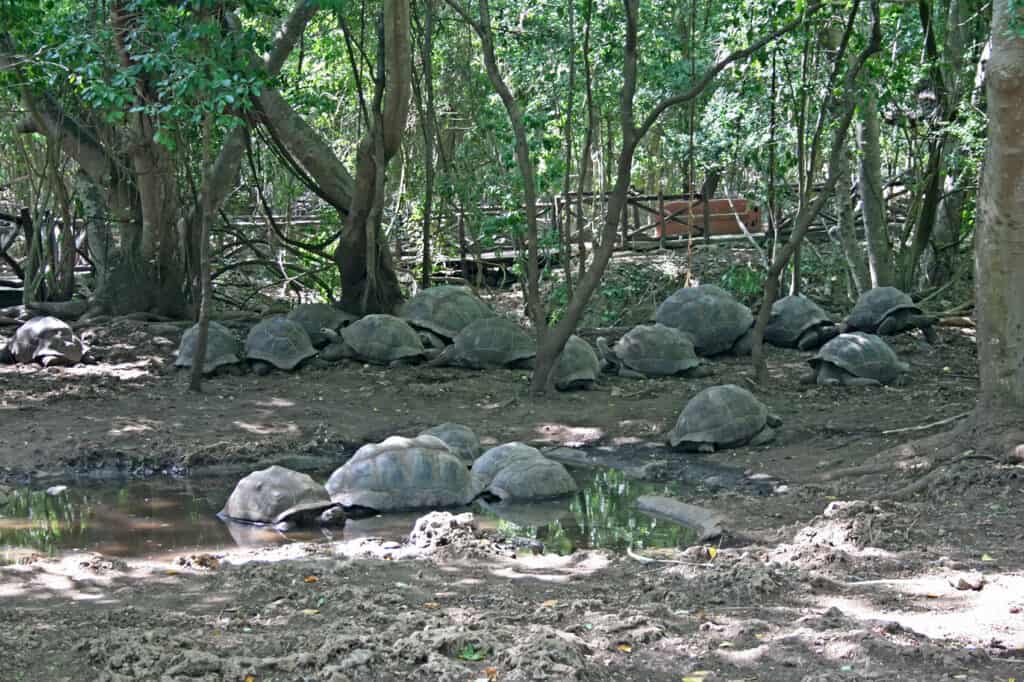 Aldabra Atoll, A Remote Stronghold of Giant Tortoises