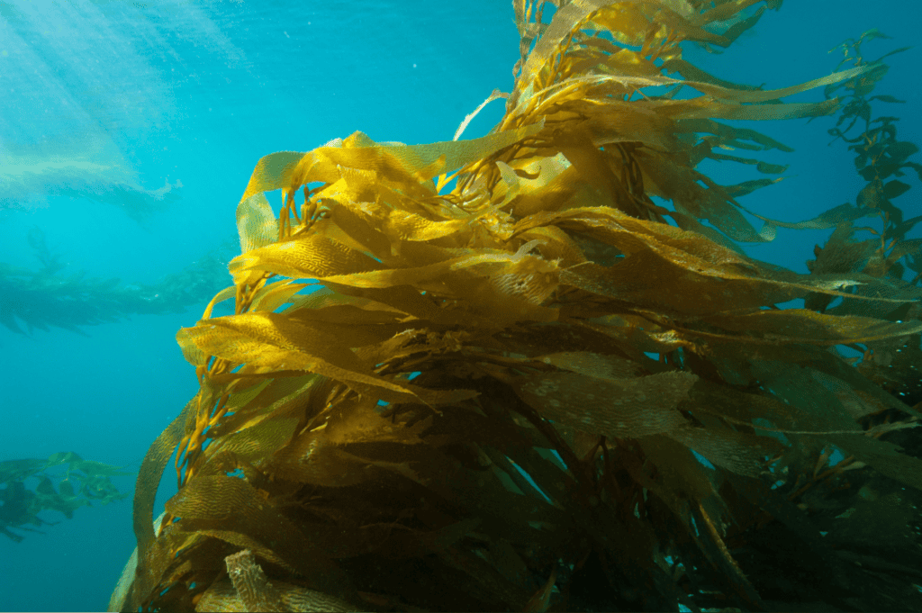 Pacific kelp forest ecosystem