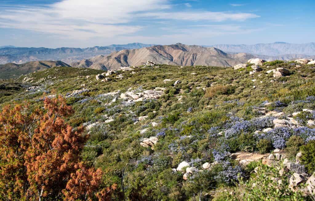 California chaparral hillside