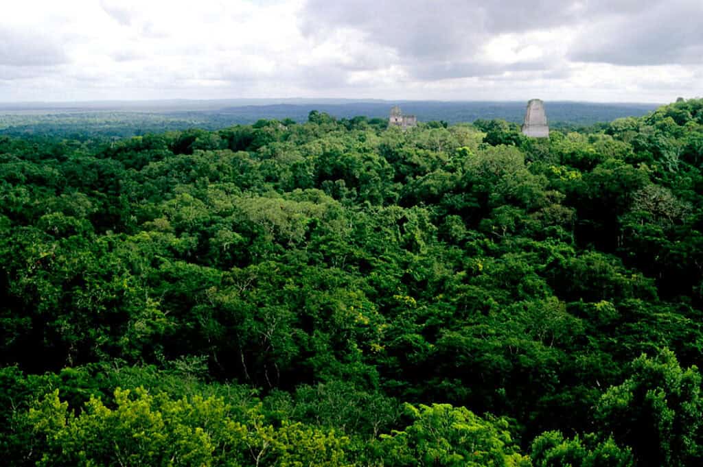  Maya jungle