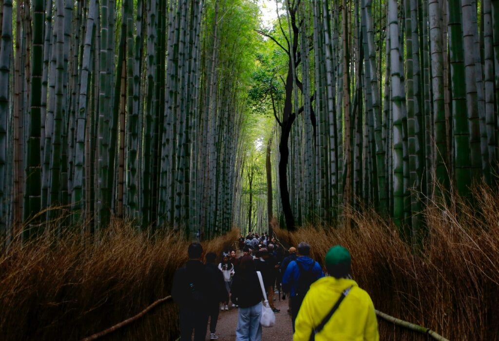 Bamboo Paths In Arashiyama, Kyoto