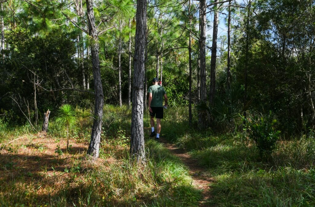 South Florida pinelands